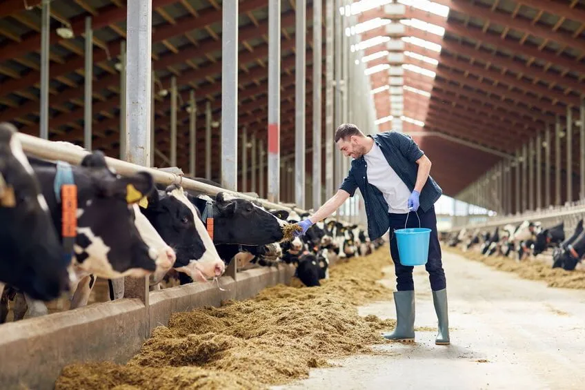 lone working farmer feeding his cows