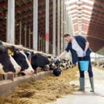 lone working farmer feeding his cows