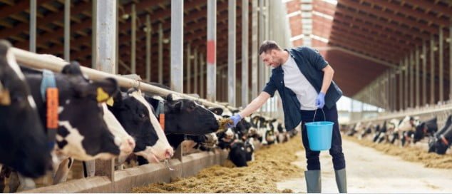 lone working farmer feeding his cows