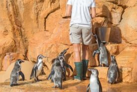 Lone Working Zoo Keeper